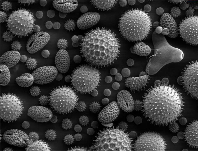 扫描电镜（SEM）视野下的图片